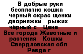 В добрые руки бесплатно,кошка,2.5черный окрас,щенки дворняжки,3 рыжих 1 чёрный,с › Цена ­ - - Все города Животные и растения » Кошки   . Свердловская обл.,Ревда г.